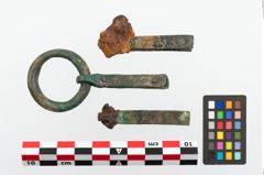 Foto von Bronzegürtelzwingen (NHMW-PRAE-023650)